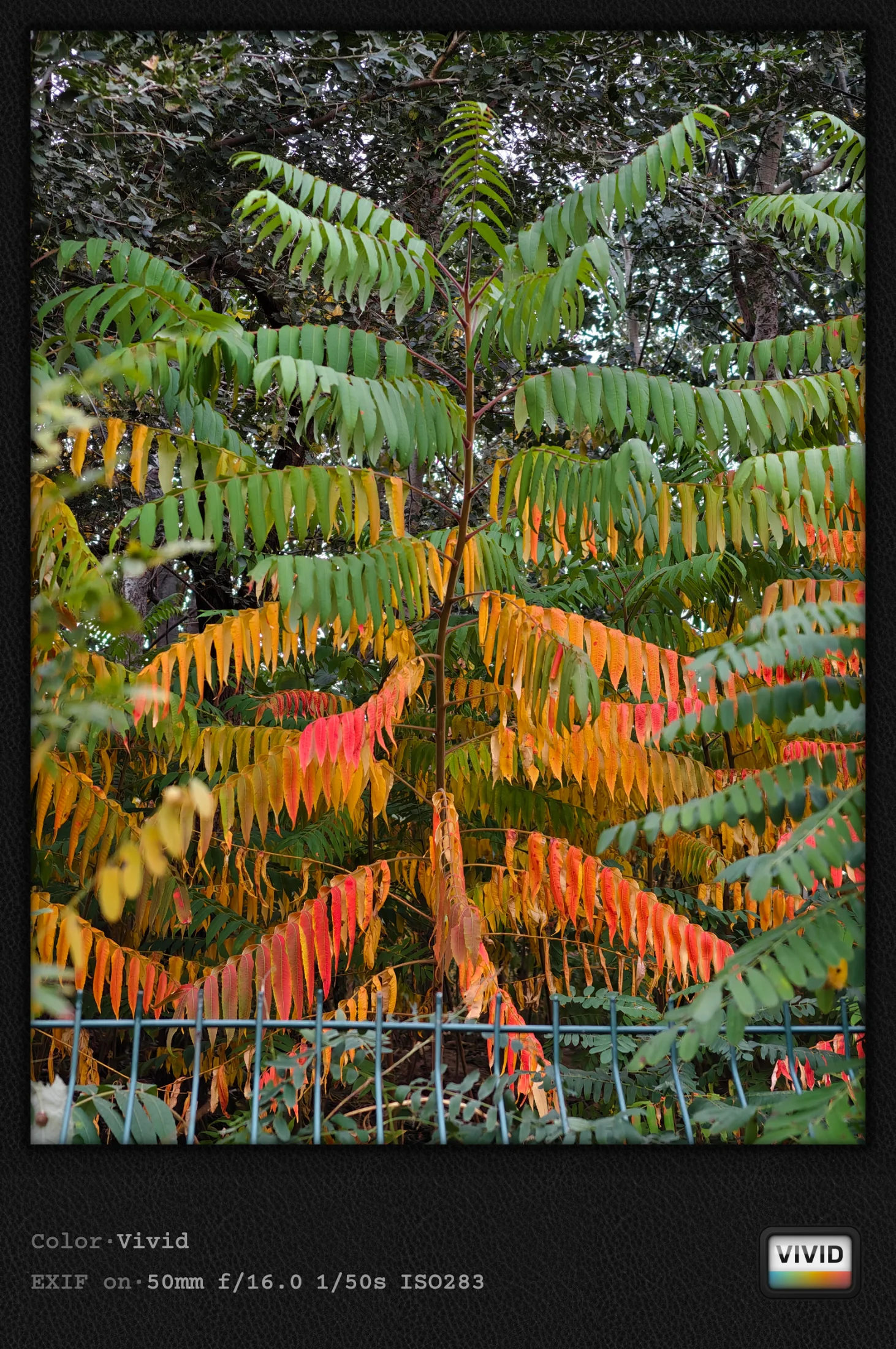 IMG_20261013_174059