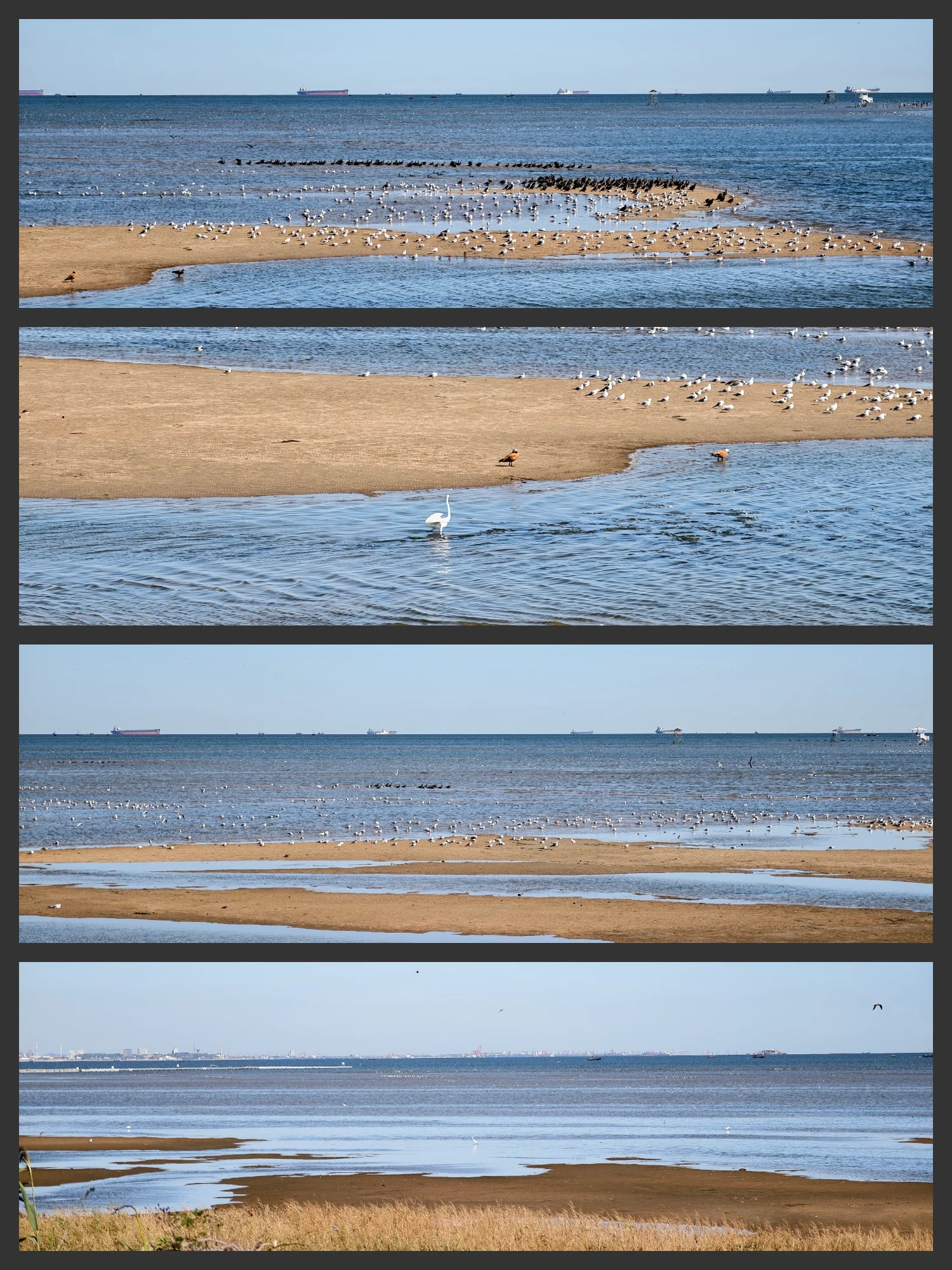 浅滩上的海鸟与层叠潮线